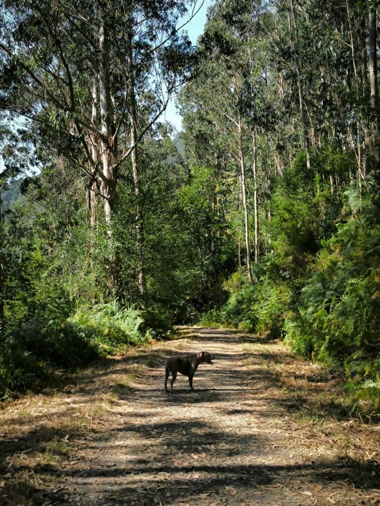 Camino rodeado de bosque y agua, punto clave en la ruta Ventureira