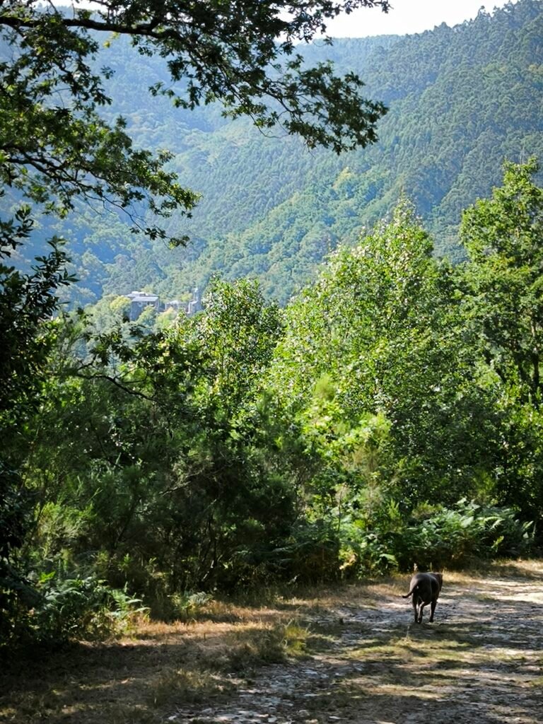 Camino rodeado de bosque y agua, punto clave en la ruta Ventureira