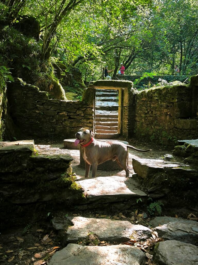 Molino de Sesín, rodeado de bosque y agua, punto clave en la ruta Ventureira