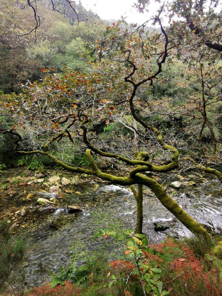 Ruta Camino da Ventureira en Fragas do Eume durante el otoño precioso