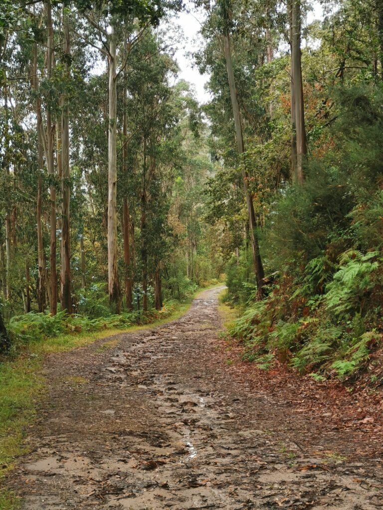 Camino rodeado de bosque y agua, punto clave en la ruta Ventureira